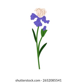 Flor da íris. Planta florescendo do jardim com delicadas pétalas lindas, folhas, tronco suave. Bela decoração de primavera. Decoração da natureza. Ilustração de vetor plano isolada no plano de fundo branco