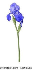 Iris flower, blue, with a green stem and bud on a white background without shadow