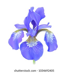 Iris flower, blue. Iris sibirica.
Hand drawn vector illustration in realistic style, on white background.