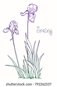 Iris flower. Botanical drawing. Sketch. Realistic. Nature. Vector illustration. Template for greeting card, postcard, print.