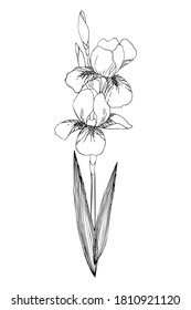 Iris flower. Botanical floral hand drawn line vector illustration. Wild or garden spring plant. Wildflower