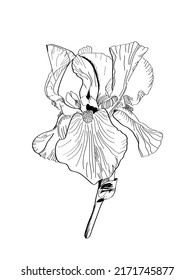 Iris-Blume. Botanische Vektorgrafik einzeln auf weißem Hintergrund. Seite zum Färben. Realistische Skizze mit schwarzen Linien. Blühende Gartenpflanze. Blumendesign.