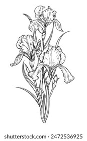 Iris flower bouquet hand drawn vintage vector sketch drawing