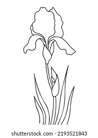 Iris Blume mit Knospen und Blättern. Umriss. saisonale Gartenblume. Vektorgrafik. Lineare Handzeichnung, Skizze für Design, Dekoration und Druck