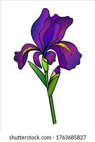 Iris flower with a bud, stem and leaf - full color vector illustration. Purple iris is a garden plant.