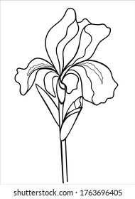 Flor de iris con un brote, tallo y hoja - ilustración vectorial lineal para colorear. Iris - una planta de jardín - un elemento para un libro de colorantes. Esquema. Dibujo manual