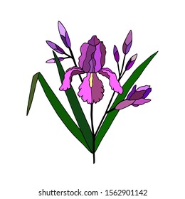 iris flower with buds and leaves. eps10 vector illustration. hand drawing