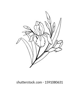 iris flower with buds and leaves. eps10 vector illustration. hand drawing