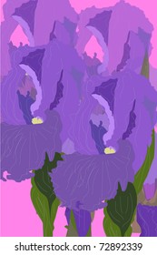 Iris flower closeup on a pink background
