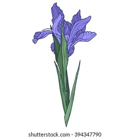 Iris flower, color vector illustration.
