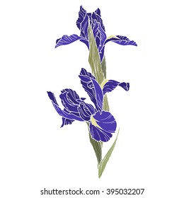 Iris flower, color vector illustration.