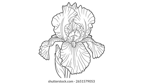 Íris flor colorir contorno da página exibindo elegantes pétalas verticais padrão vertical e pétalas de queda inferior