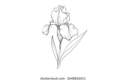 Desenho de linha contíguo flor íris. Flores de primavera. Floricultura, botânica, jardim. Ilustração vetorial