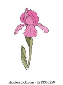 Iris flower contour hand drawn, pink and green colors. Isolated. Vector illustration