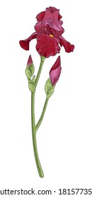 Iris flower, dark red, with a green stem and bud on a white background without shadow