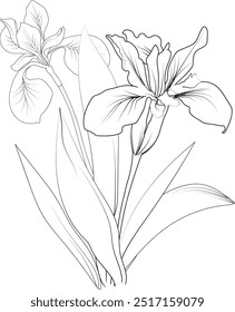 Desenho de flor da íris para cartão ou impressão. pintado à mão Alamanda catartica flor ilustração isolada em branco, gravada arte de tinta floral páginas de coloração, e livros para impressão, bonito flor colorir páginas