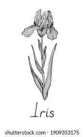 Iris Flower, Doodle Black Ink Drawing With Inscription, Woodcut Style