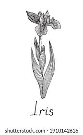 Iris Flower, Doodle Black Ink Drawing With Inscription, Woodcut Style