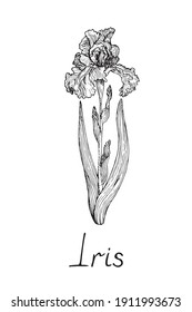 Iris Flower, Doodle Black Ink Drawing With Inscription, Woodcut Style