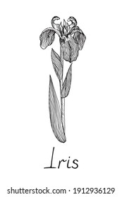 Iris Flower, Doodle Black Ink Drawing With Inscription, Woodcut Style