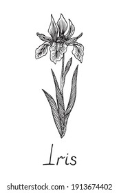 Iris Flower, Doodle Black Ink Drawing With Inscription, Woodcut Style