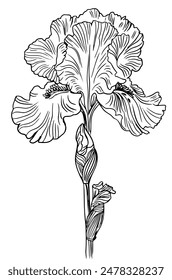 Iris Flower Drawing Contour Line Illustration