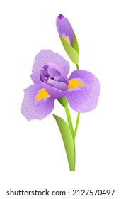 Iris-Blumenzeichnung, detaillierte Vektorgrafik.