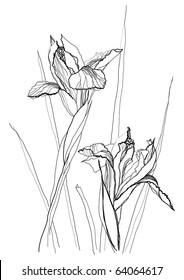 Iris flower drawing on white background