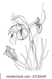 Iris flower drawing on white background