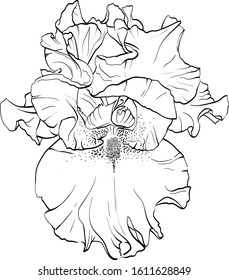 Iris flower drawn by lines.
Black and white vector illustration.