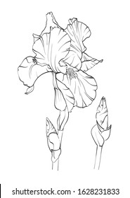 Iris flower drawn by lines. Black and white vector illustration.