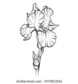 Iris flower drawn with lines. Black and white vector illustration.