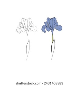 iris flower drawn in vector, postcard with a delicate flower