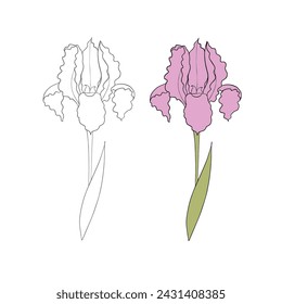 iris flower drawn in vector, postcard with a delicate flower