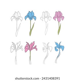 iris flower drawn in vector, postcard with a delicate flower