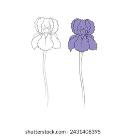 iris flower drawn in vector, postcard with a delicate flower