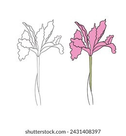 iris flower drawn in vector, postcard with a delicate flower