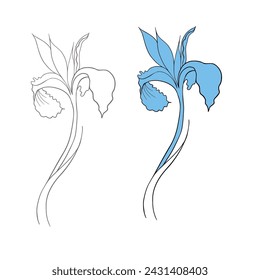 iris flower drawn in vector, postcard with a delicate flower