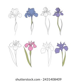 iris flower drawn in vector, postcard with a delicate flower