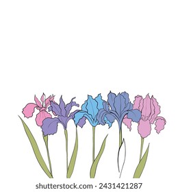 iris flower drawn in vector, postcard with a delicate flower. pattern with flowers, print for clothing and fabric