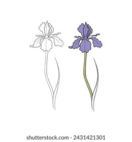 iris flower drawn in vector, postcard with a delicate flower. pattern with flowers, print for clothing and fabric