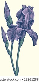 Iris flower. Editable hand drawn illustration. Vector vintage engraving. 8 EPS