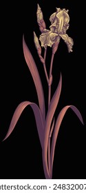 Iris Flower. Editable hand drawn illustration. Vector vintage engraving. Isolated on black background. 8 EPS