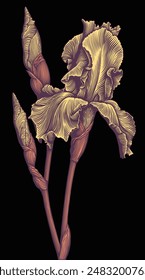 Iris Flower. Editable hand drawn illustration. Vector vintage engraving. Isolated on black background. 8 EPS