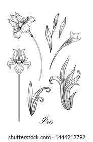 Iris flower, fleur-de-lis, flower-de-luce, flag. Element for design. Outline hand drawing vector illustration. In art nouveau style, vintage, old, retro style. In botanical style	