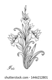 Iris flower, fleur-de-lis, flower-de-luce, flag. Element for design. Outline hand drawing vector illustration. In art nouveau style, vintage, old, retro style. In botanical style	