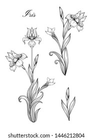 Iris flower, fleur-de-lis, flower-de-luce, flag. Element for design. Outline hand drawing vector illustration. In art nouveau style, vintage, old, retro style. In botanical style	