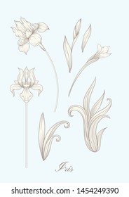 Iris flower, fleur-de-lis, flower-de-luce, flag. Element for design. In art nouveau style, vintage, old, retro style. In botanical style In vintage blue and beige colors.	