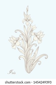 Iris flower, fleur-de-lis, flower-de-luce, flag. Element for design. In art nouveau style, vintage, old, retro style. In botanical style In vintage blue and beige colors.	