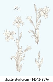 Iris flower, fleur-de-lis, flower-de-luce, flag. Element for design. In art nouveau style, vintage, old, retro style. In botanical style In vintage blue and beige colors.	